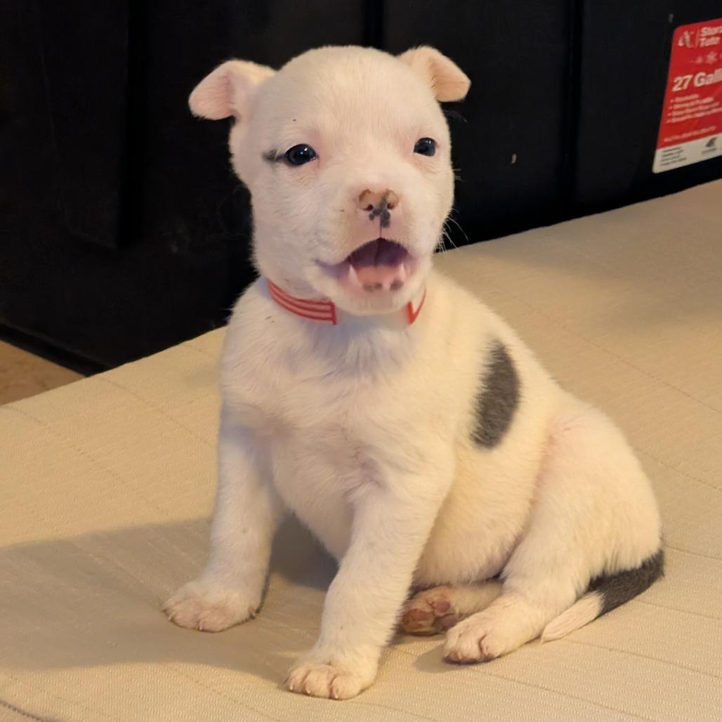 33 (2026), a Adoptable mixed breed in Parker, CO image 6/6