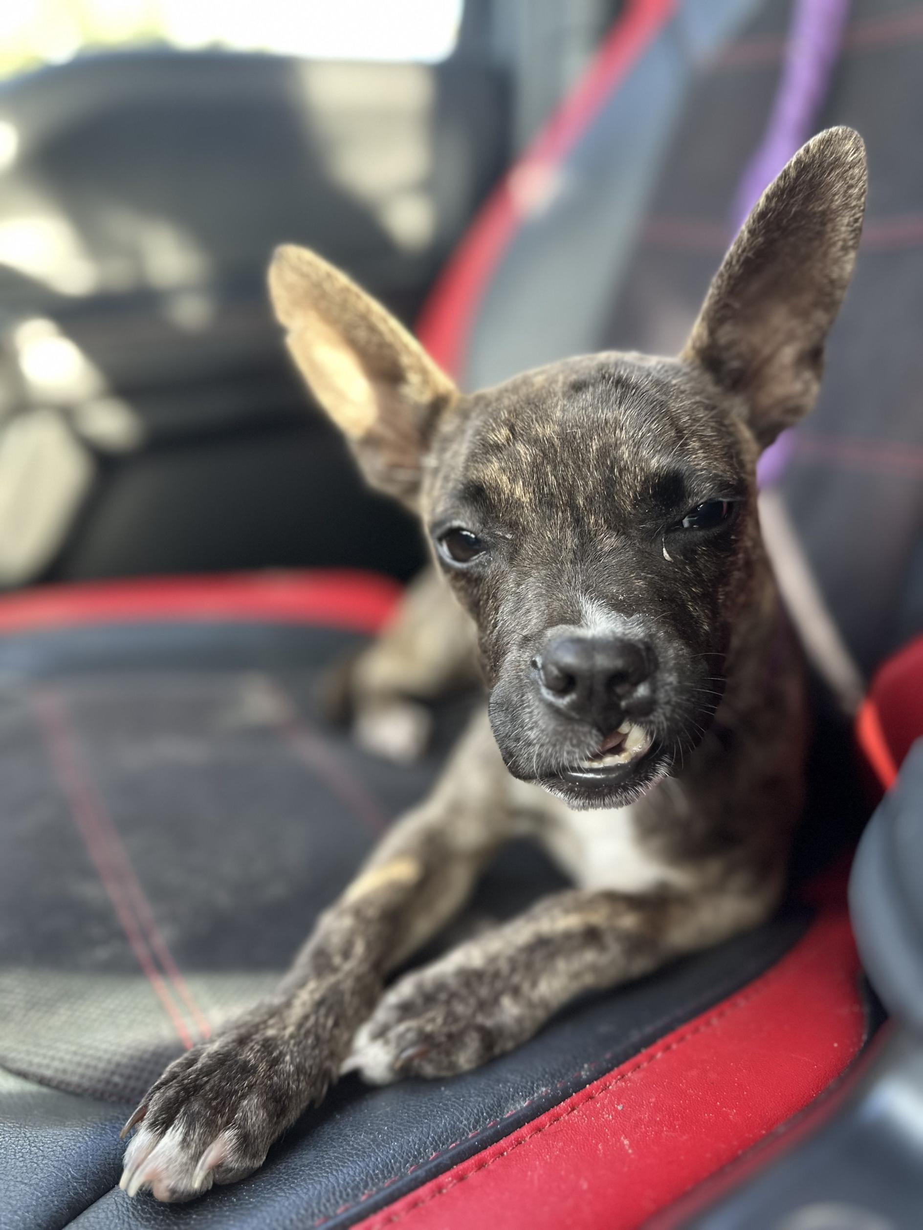 Enlarge Blebby, a Adoptable mixed breed in New Port Richey, FL image 1/3