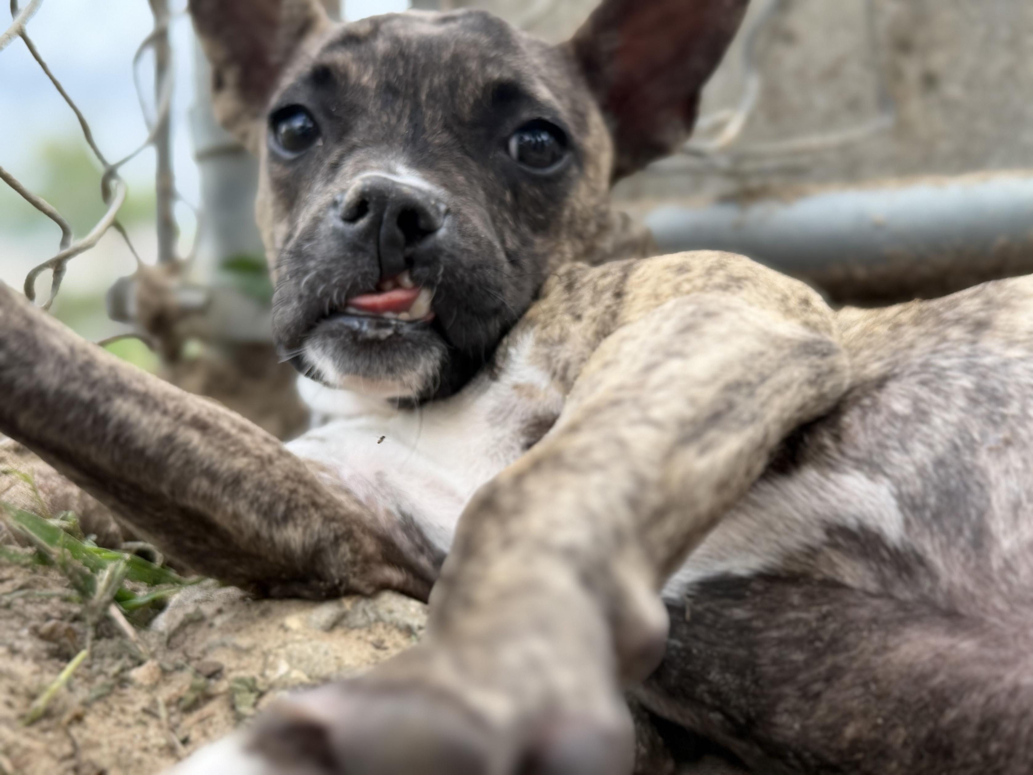 Enlarge Blebby, a Adoptable mixed breed in New Port Richey, FL image 3/3