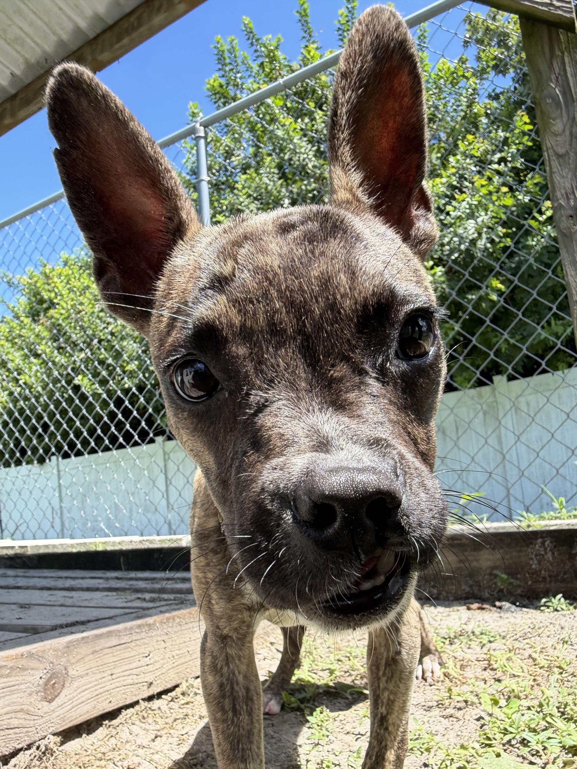 Enlarge Blebby, a Adoptable mixed breed in New Port Richey, FL image 2/3