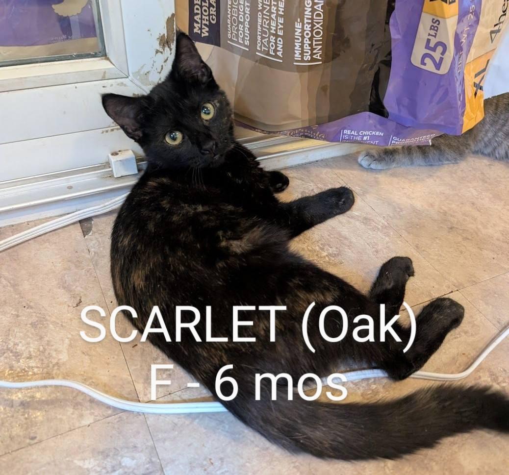 Enlarge Scarlet, a Adoptable Domestic Short Hair in Clymer, PA image 3/4