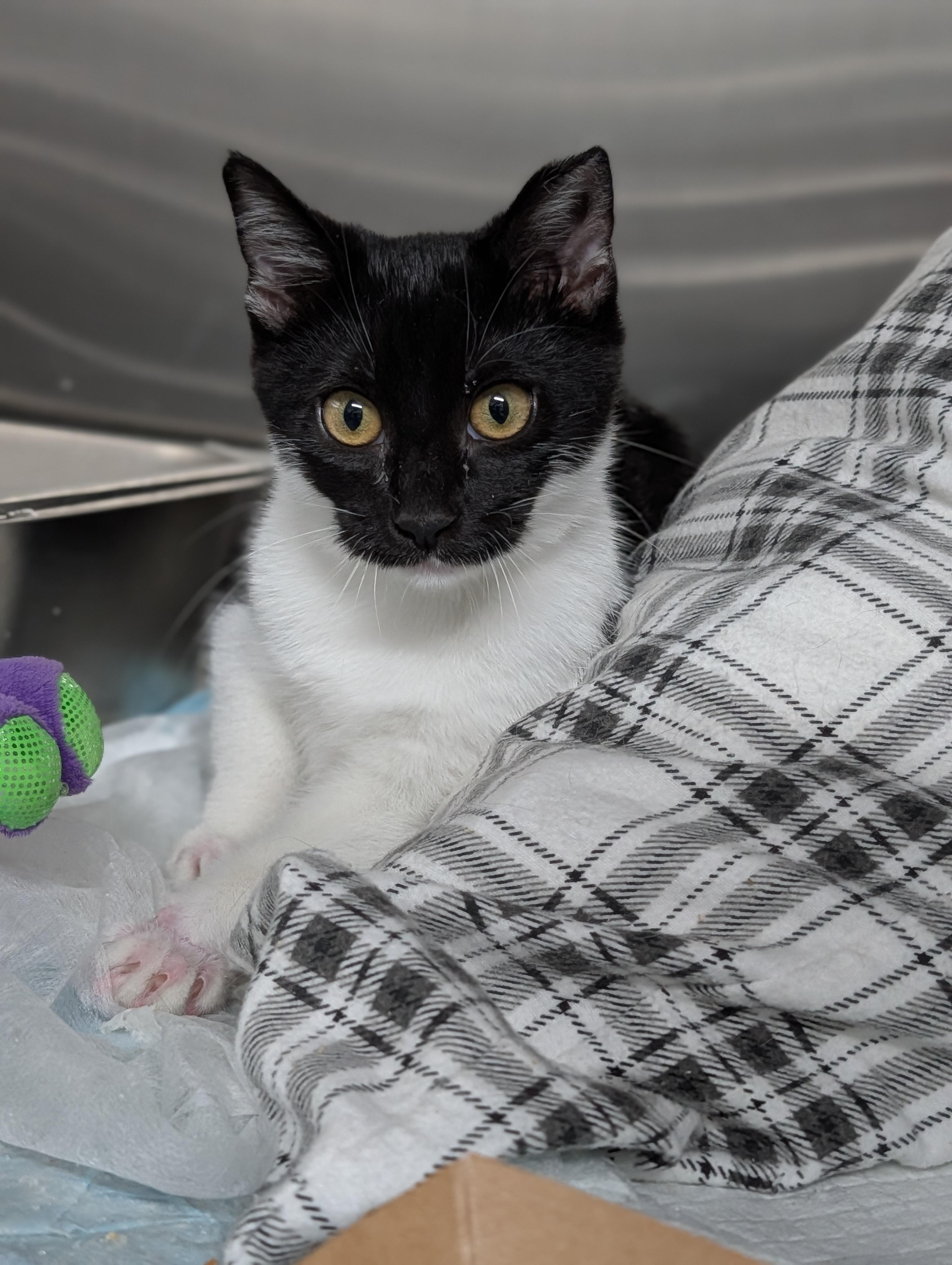 Isabella, ADOPTABLE, Young Female Domestic Short Hair.