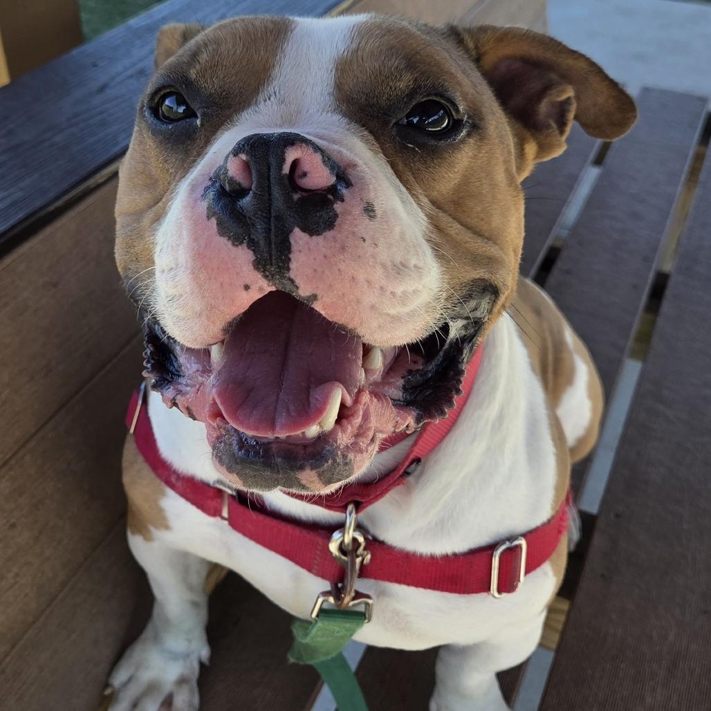 Fergus, Adoptable, Adult Male American Bulldog.