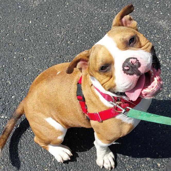 Fergus, Adoptable, Adult Male American Bulldog & Mixed Breed.