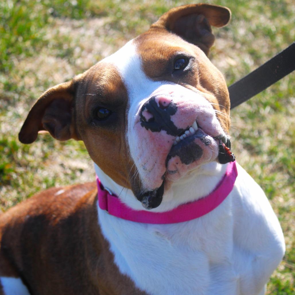 Enlarge Fergus, a Adoptable mixed breed in Champaign, IL image 2/6