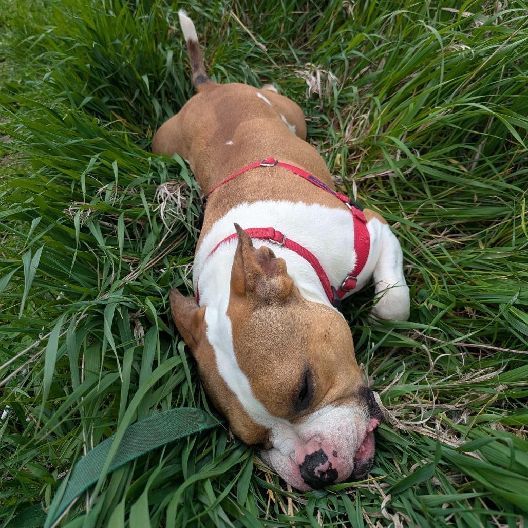 Enlarge Fergus, a Adoptable mixed breed in Champaign, IL image 3/6