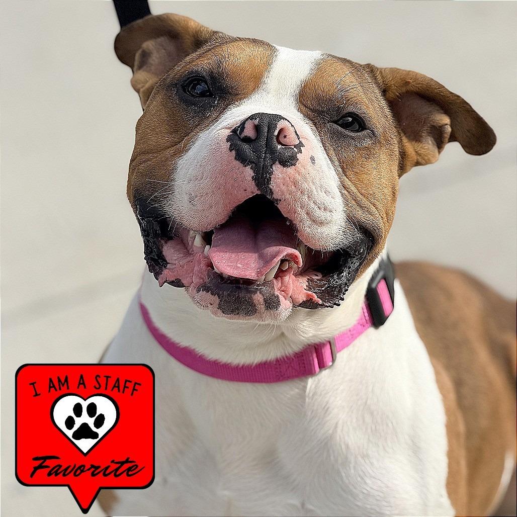 Enlarge Fergus, a Adoptable mixed breed in Champaign, IL image 4/6