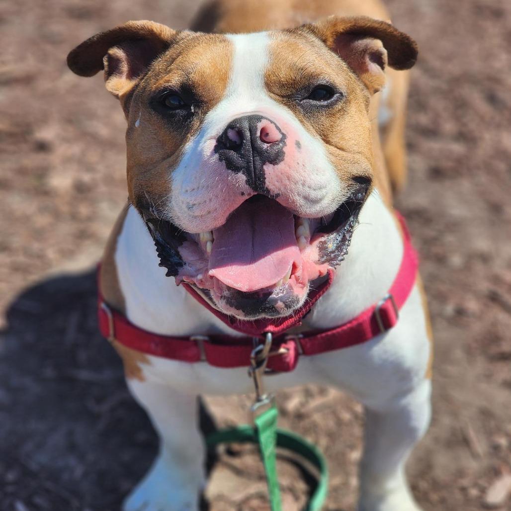 Enlarge Fergus, a Adoptable mixed breed in Champaign, IL image 5/6