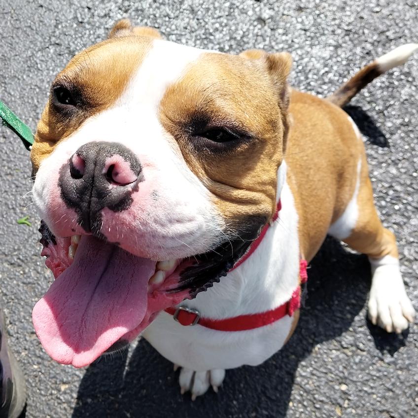 Enlarge Fergus, a Adoptable mixed breed in Champaign, IL image 5/6