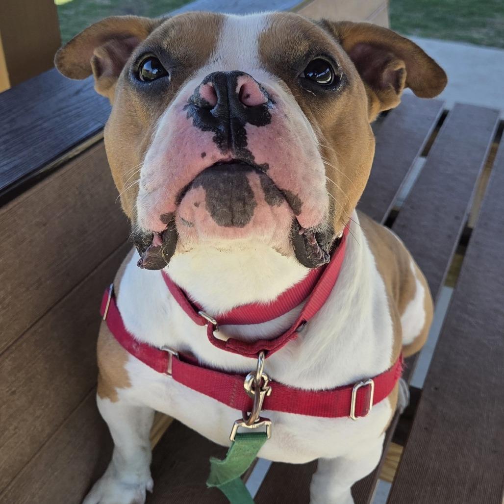 Enlarge Fergus, a Adoptable mixed breed in Champaign, IL image 6/6