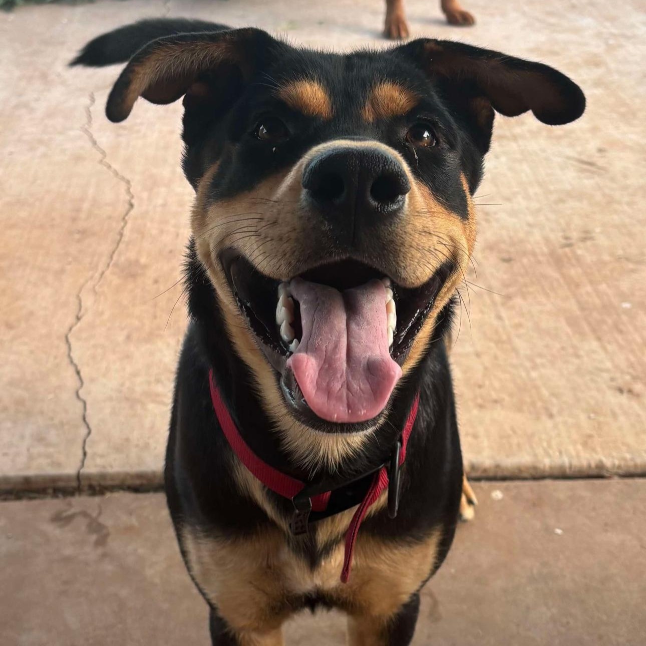 Vinny, an adoptable Rottweiler, Boxer in Clovis, NM, 88101 | Photo Image 2