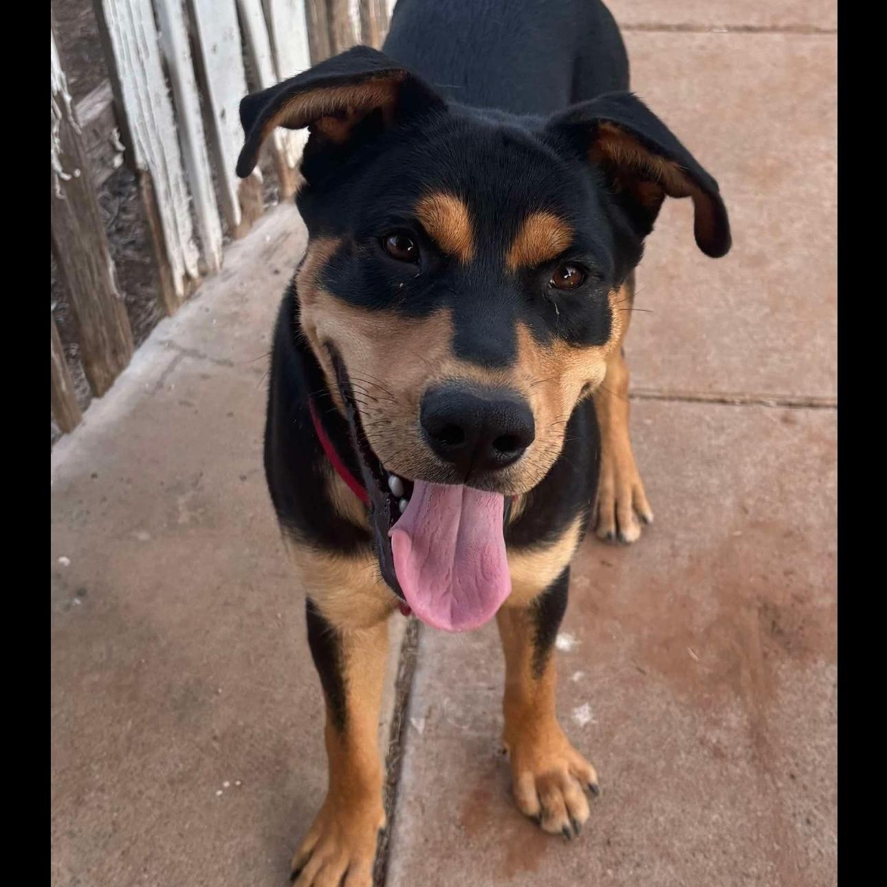 Vinny, a Adoptable mixed breed in Clovis, NM image 4/4