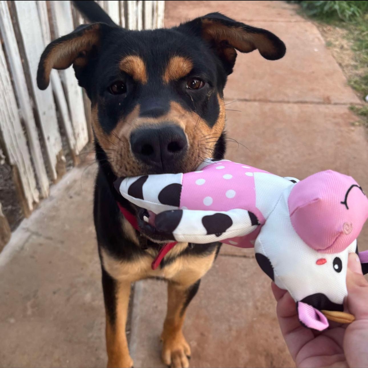 Vinny, a Adoptable mixed breed in Clovis, NM image 3/4
