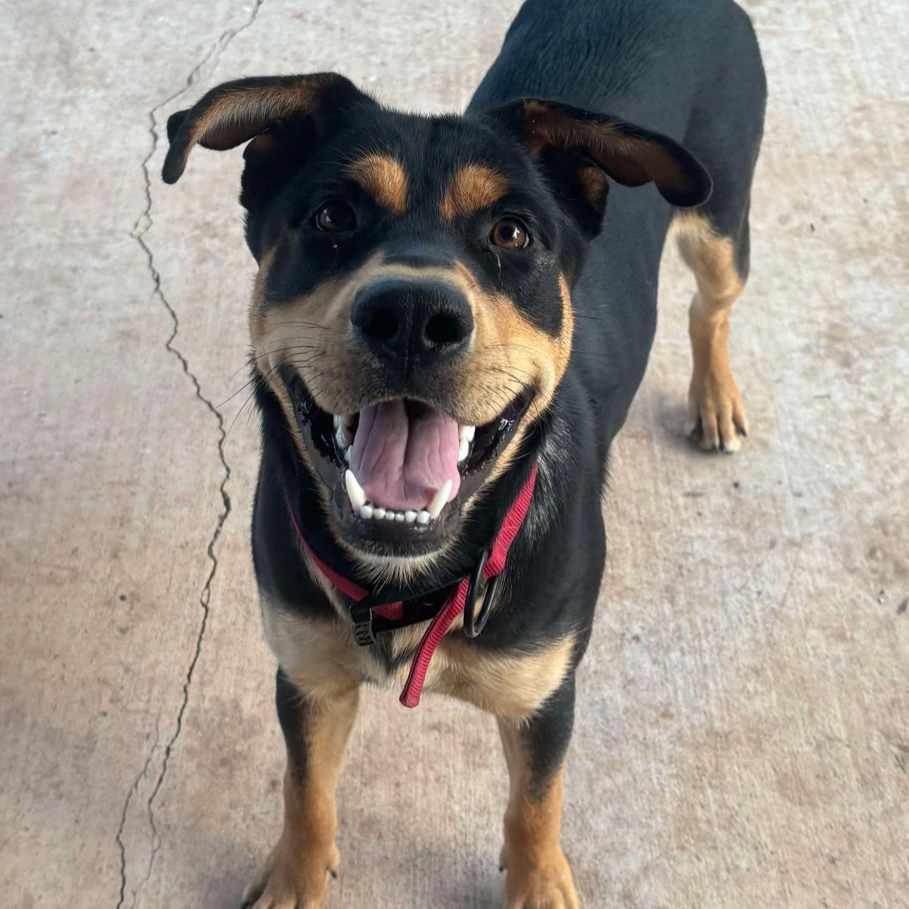 Vinny, a Adoptable mixed breed in Clovis, NM image 1/4