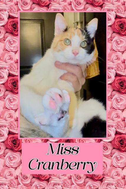 Cranberry, adopted, Young Female Domestic Short Hair.