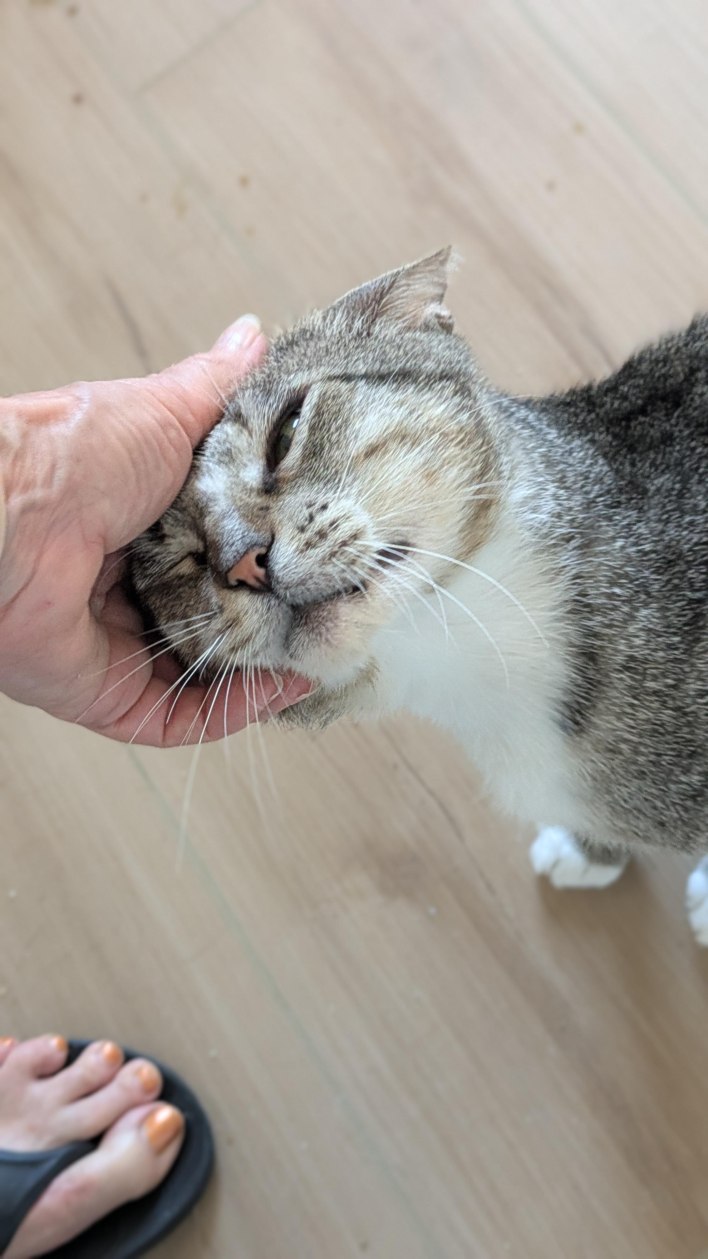 Tommy, a Adoptable Domestic Short Hair in Wilmington, NC image 5/6