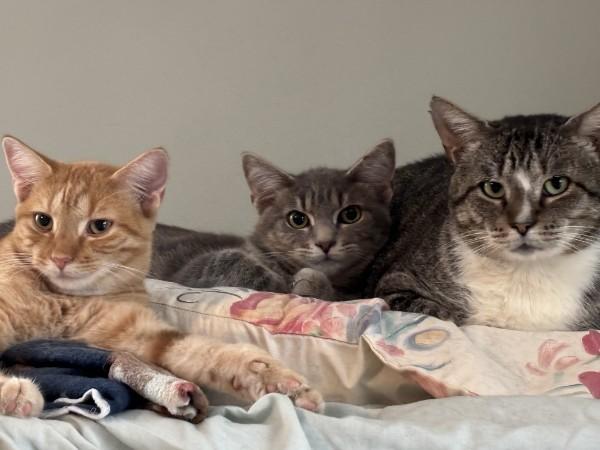 Tommy, a Adoptable Domestic Short Hair in Wilmington, NC image 1/6