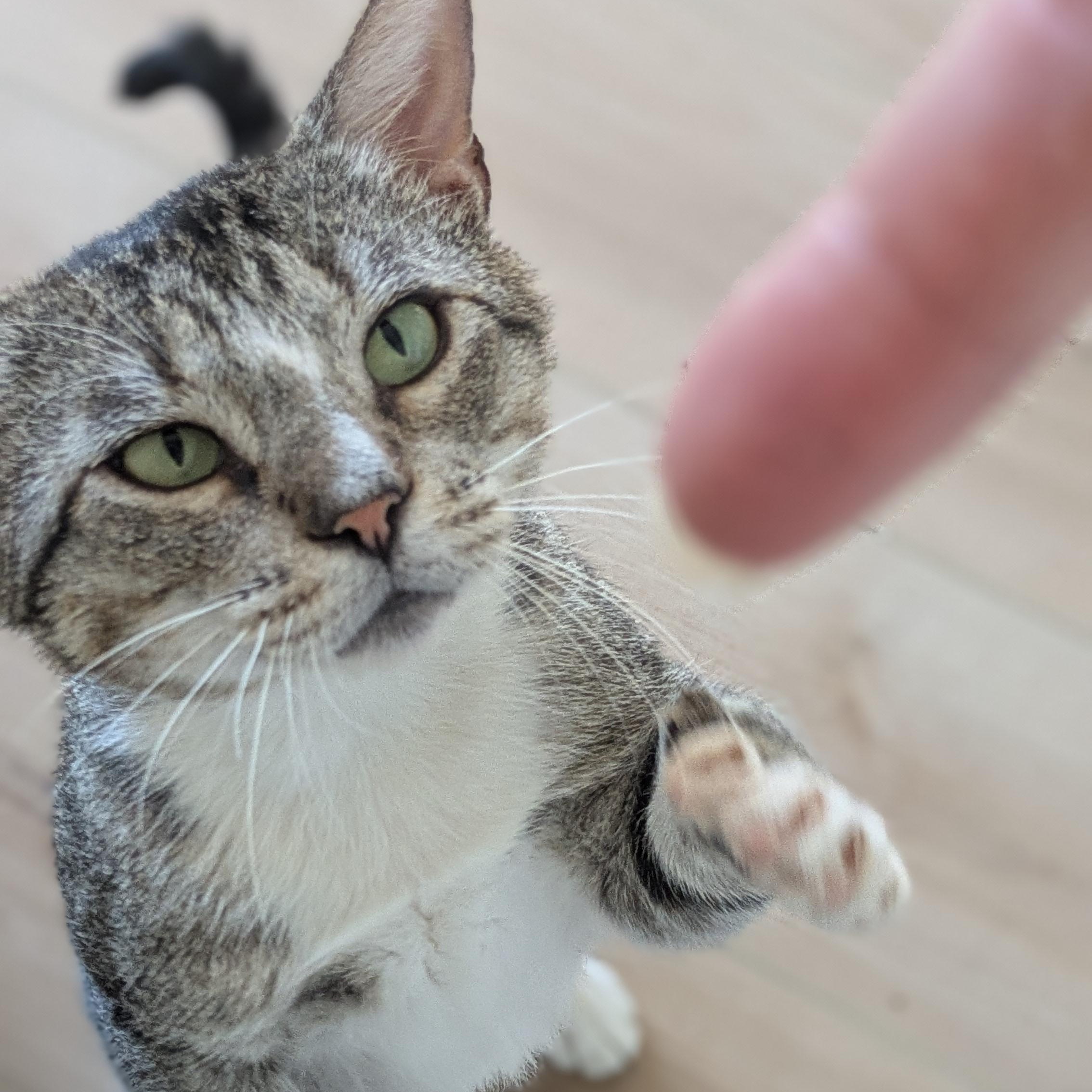 Tommy, a Adoptable Domestic Short Hair in Wilmington, NC image 4/6