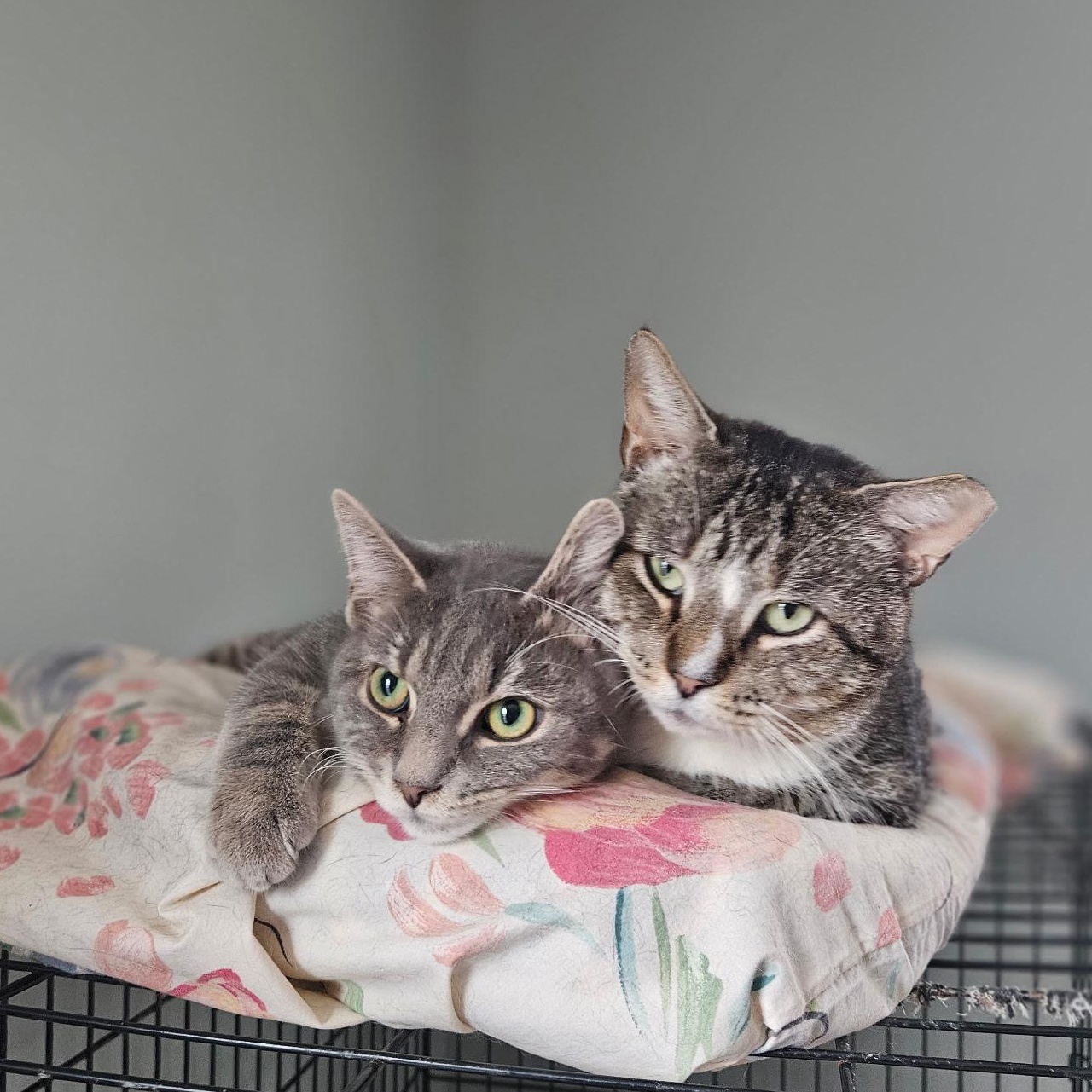 Tommy, Adoptable, Adult Male Domestic Short Hair.