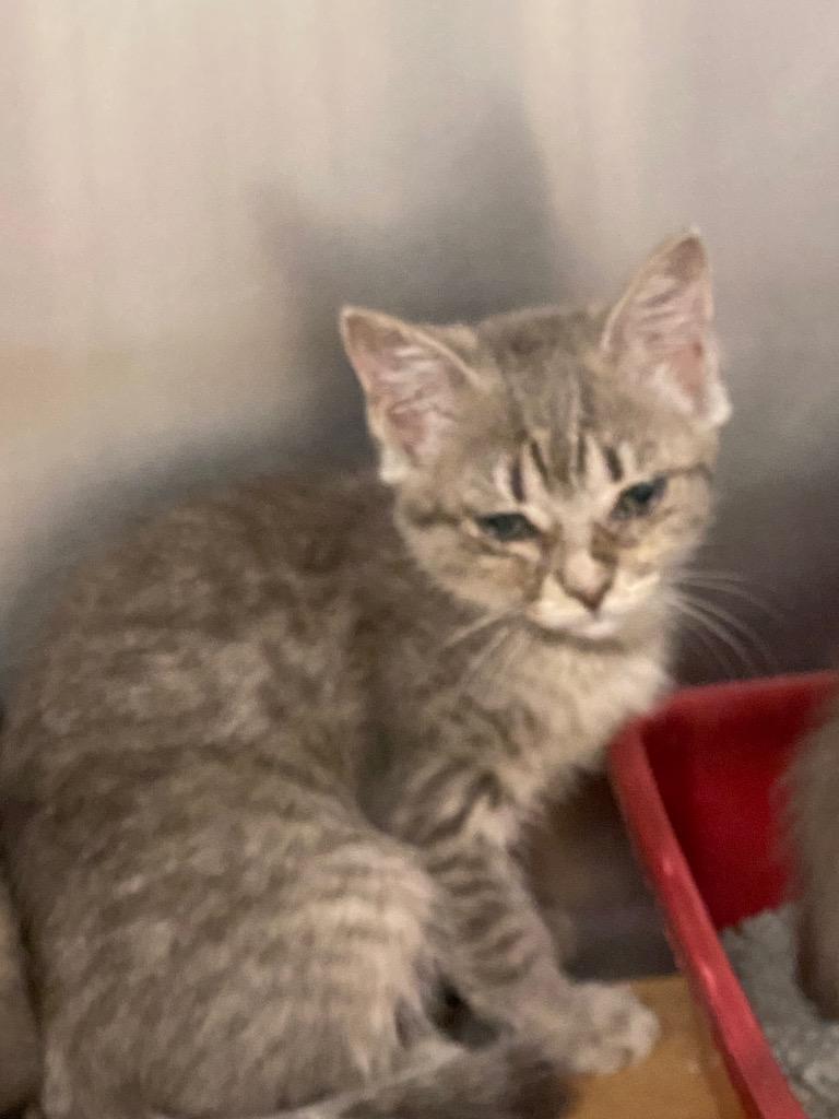 Patty, Adoptable, Kitten Male Domestic Short Hair.