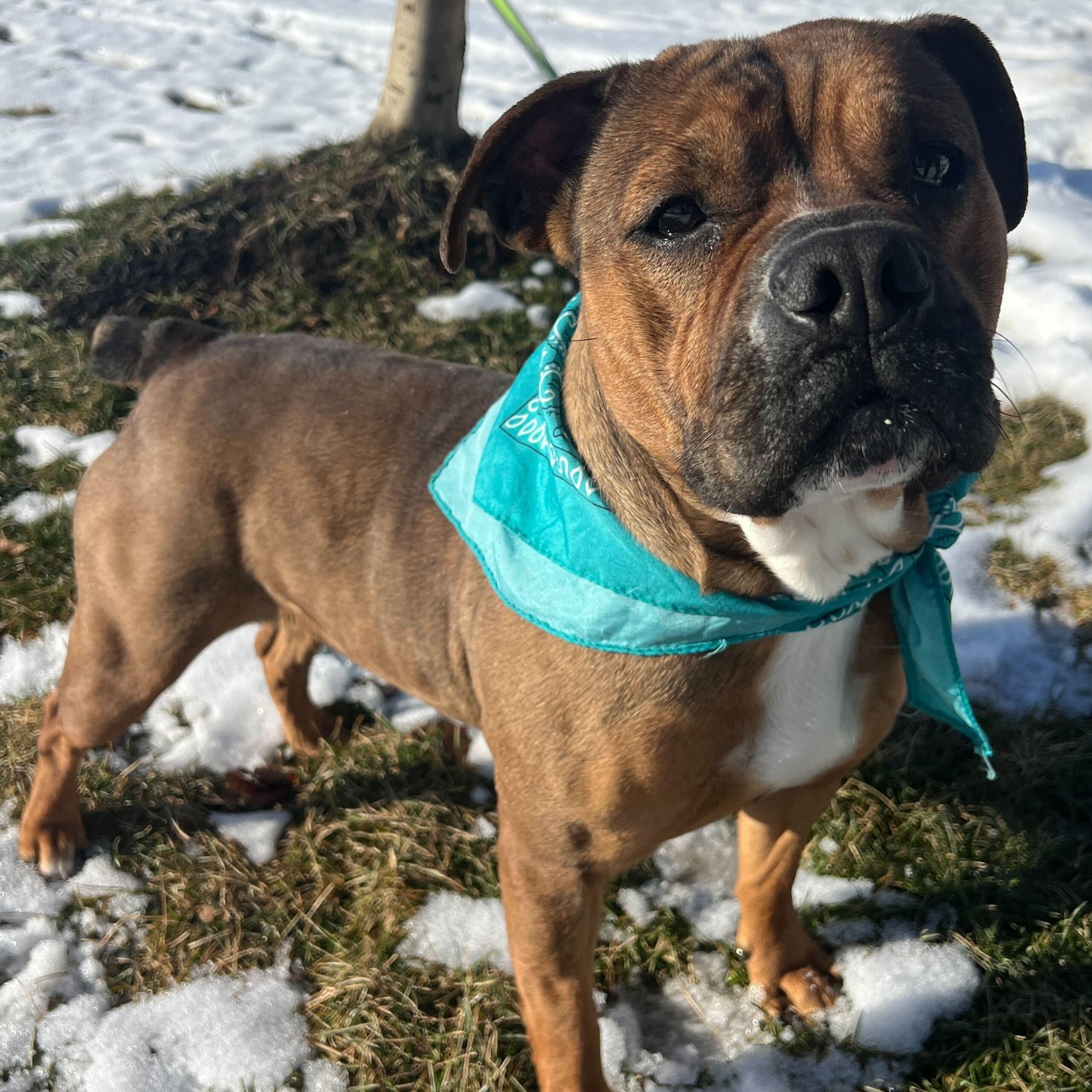 Enlarge Cupcake , a ADOPTABLE mixed breed in Canal Winchester, OH image 3/6