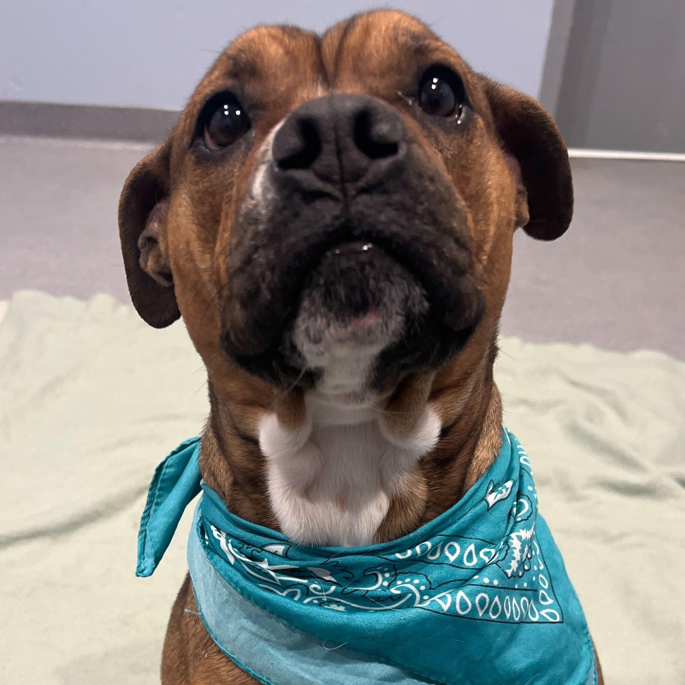 Enlarge Cupcake , a ADOPTABLE mixed breed in Canal Winchester, OH image 6/6