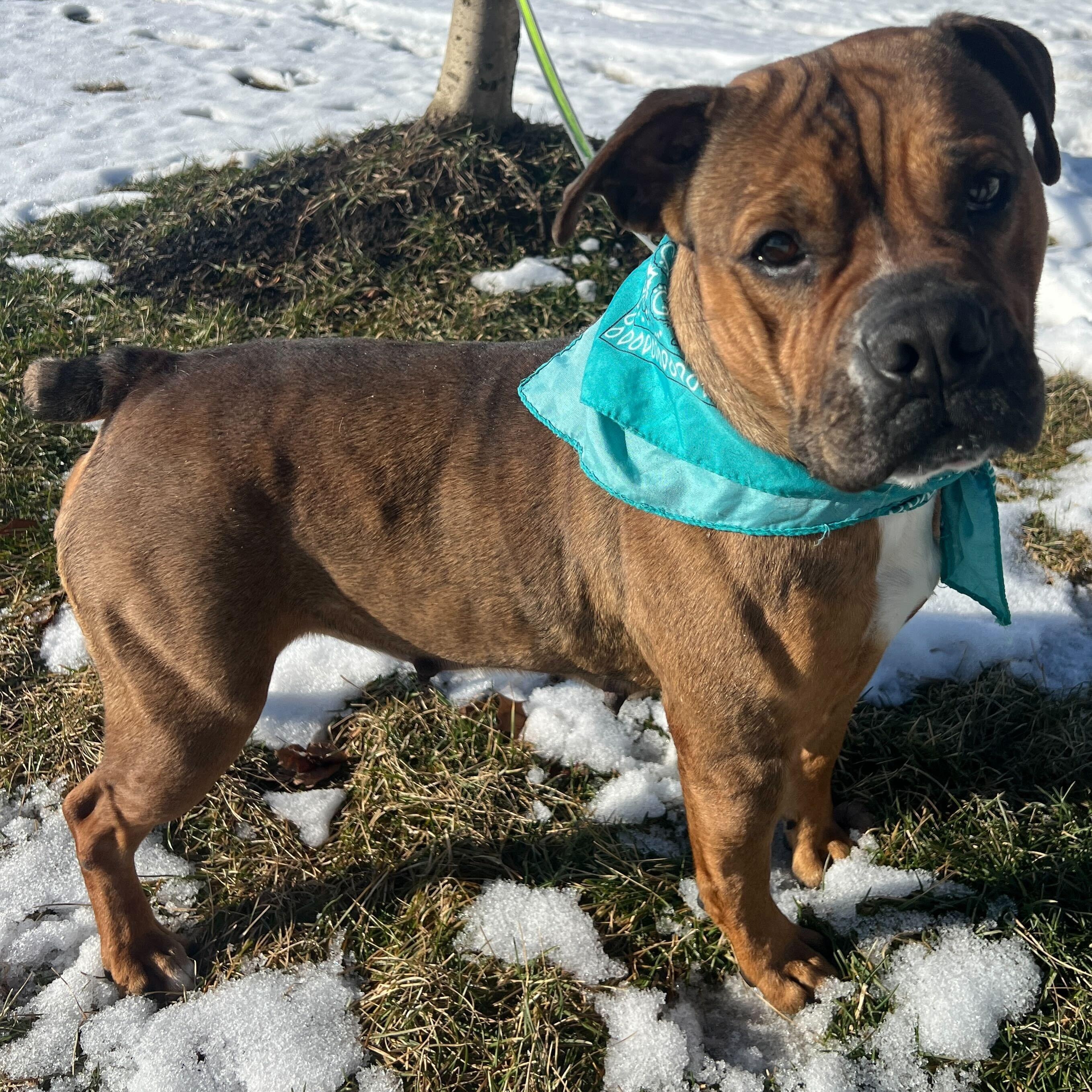Enlarge Cupcake , a ADOPTABLE mixed breed in Canal Winchester, OH image 4/6