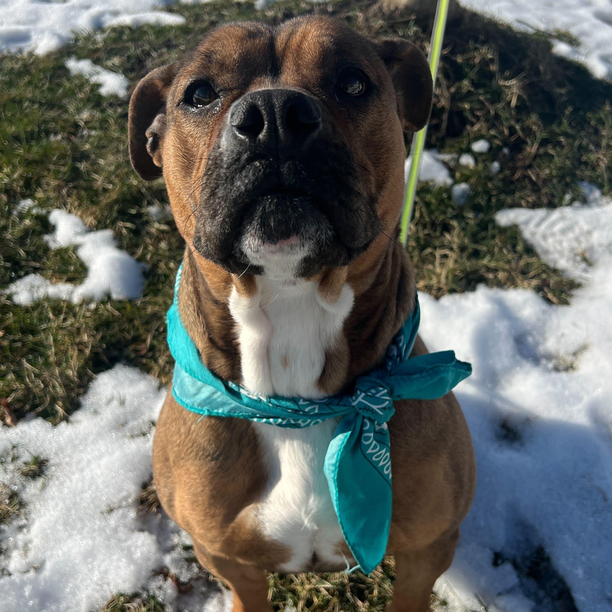 Enlarge Cupcake , a ADOPTABLE mixed breed in Canal Winchester, OH image 2/6