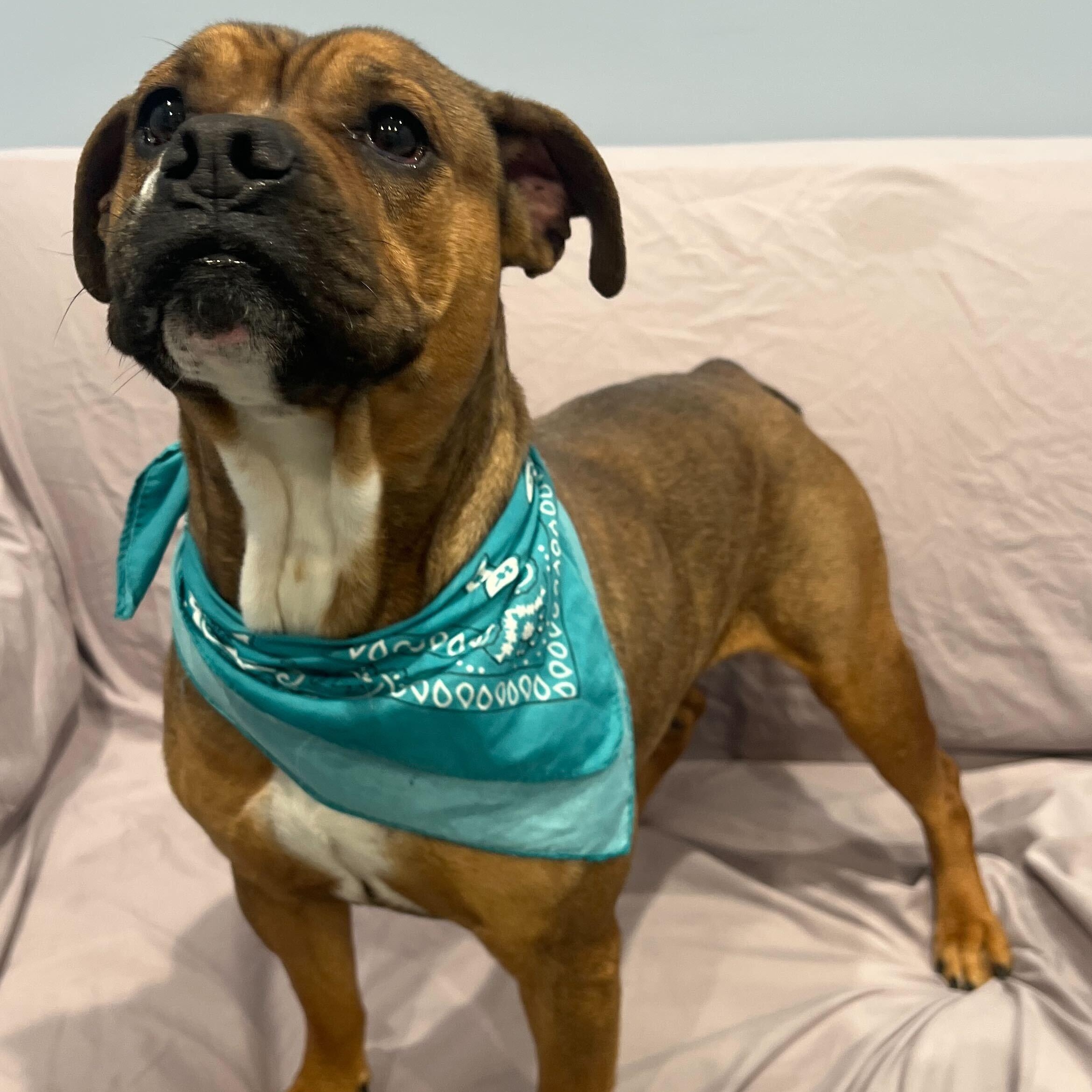 Cupcake , ADOPTABLE, Adult Female Bulldog.