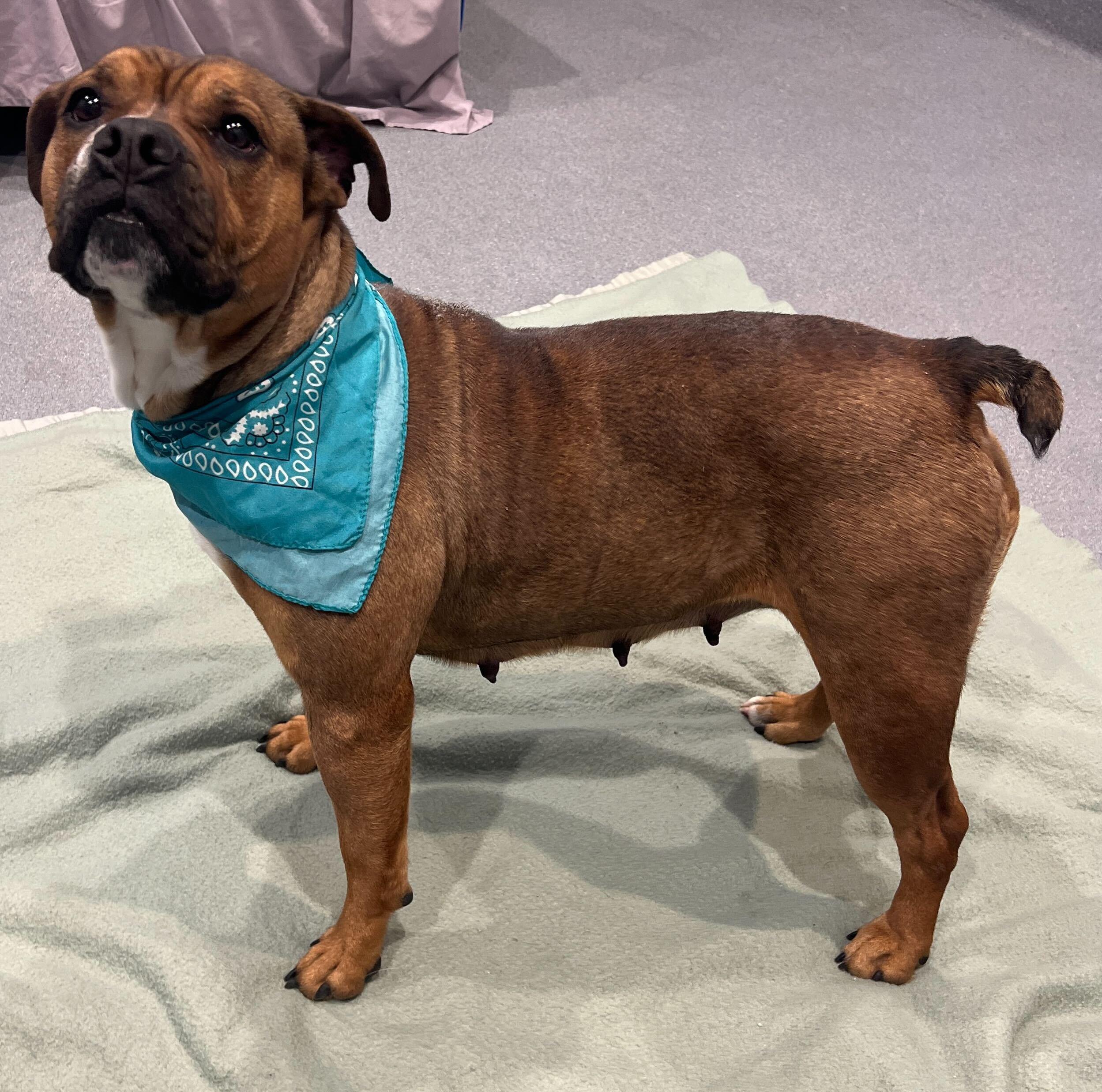 Enlarge Cupcake , a ADOPTABLE mixed breed in Canal Winchester, OH image 5/6