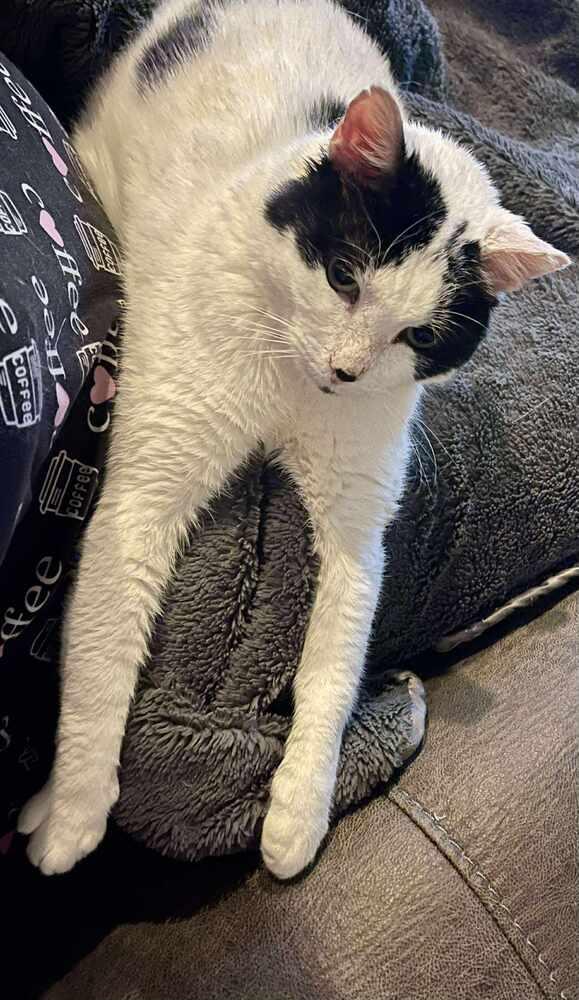 Mr Moo, Adopted, Adult Male Domestic Short Hair.