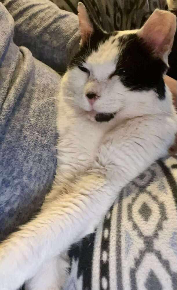 Enlarge Mr Moo, a Adopted mixed breed in Wendell, NC image 2/4