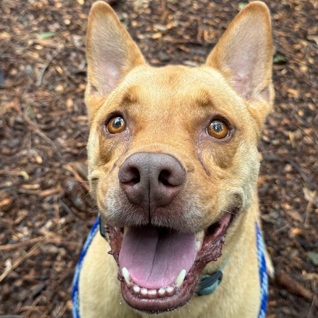 Enlarge Bunty, a Adoptable mixed breed in Decatur, GA image 1/6