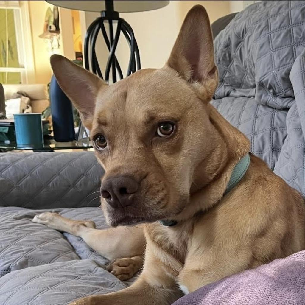 Enlarge Bunty, a Adoptable mixed breed in Decatur, GA image 2/6