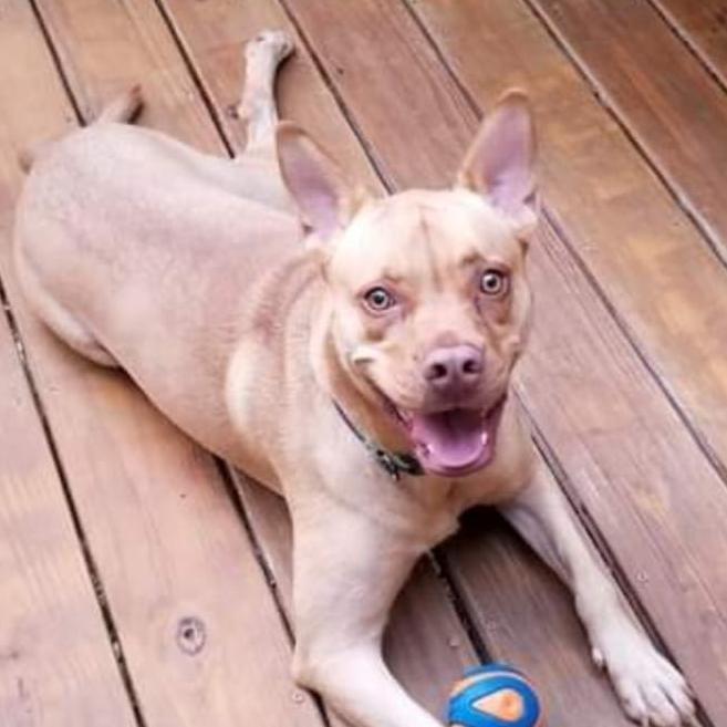 Enlarge Bunty, a Adoptable mixed breed in Decatur, GA image 3/6