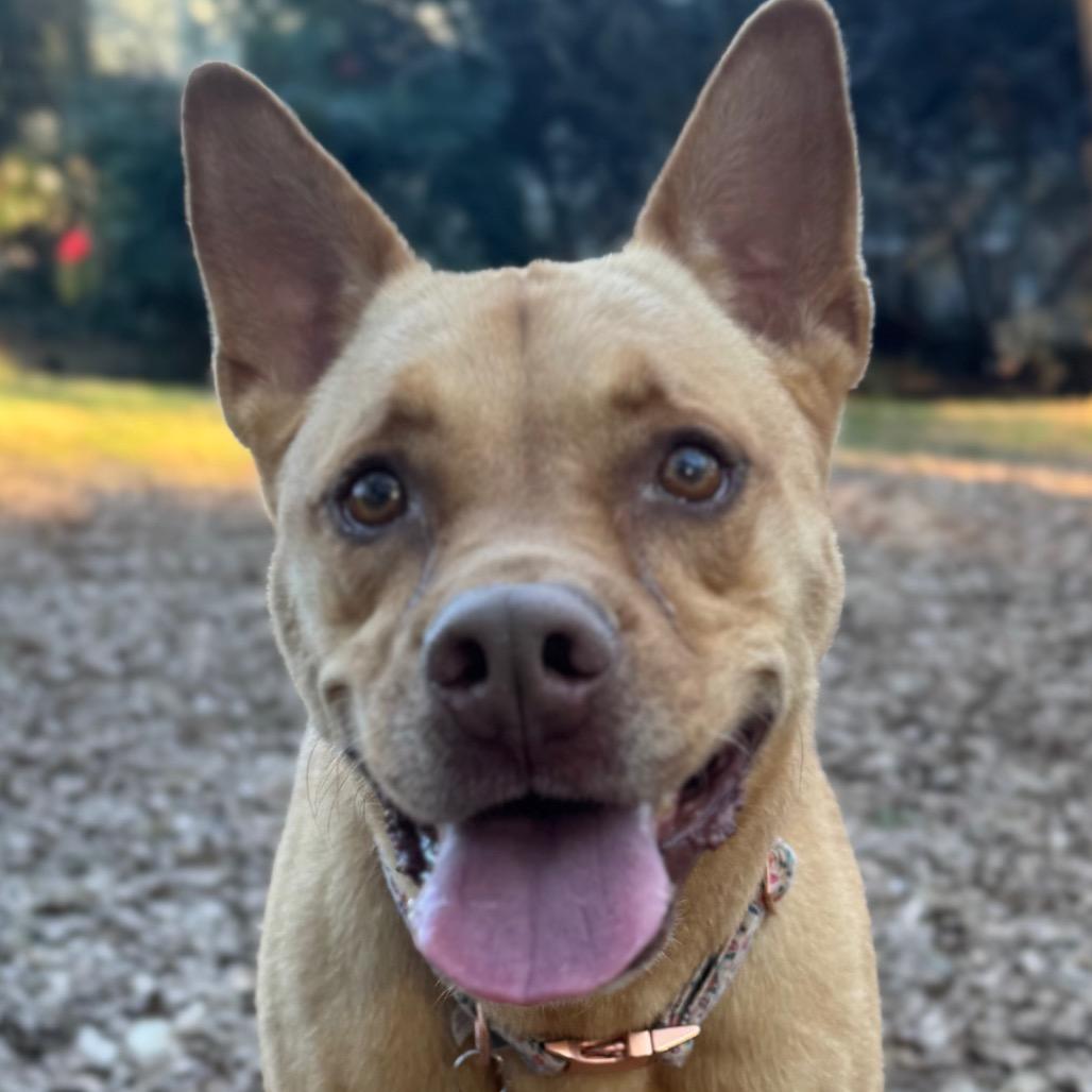 Enlarge Bunty, a Adoptable mixed breed in Decatur, GA image 4/6