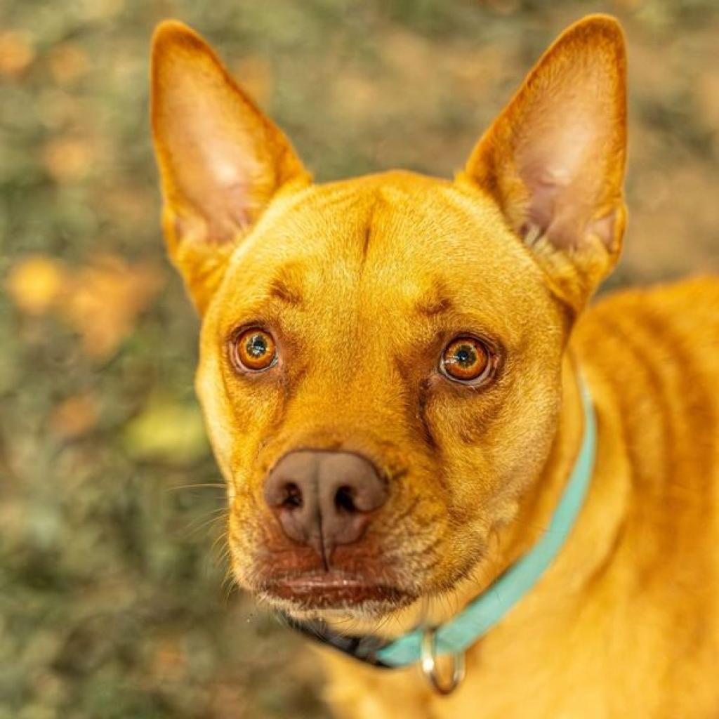 Enlarge Bunty, a Adoptable mixed breed in Decatur, GA image 5/6