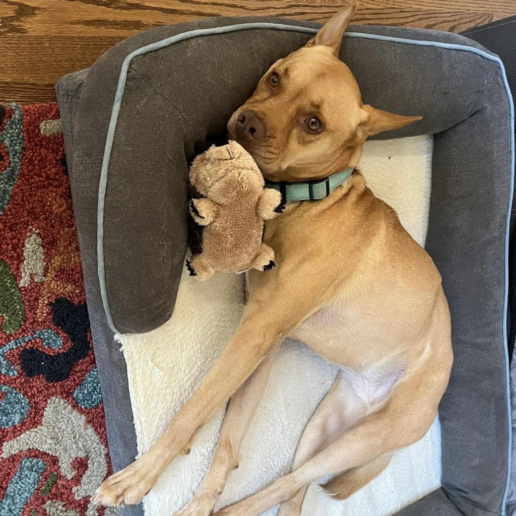 Enlarge Bunty, a Adoptable mixed breed in Decatur, GA image 6/6