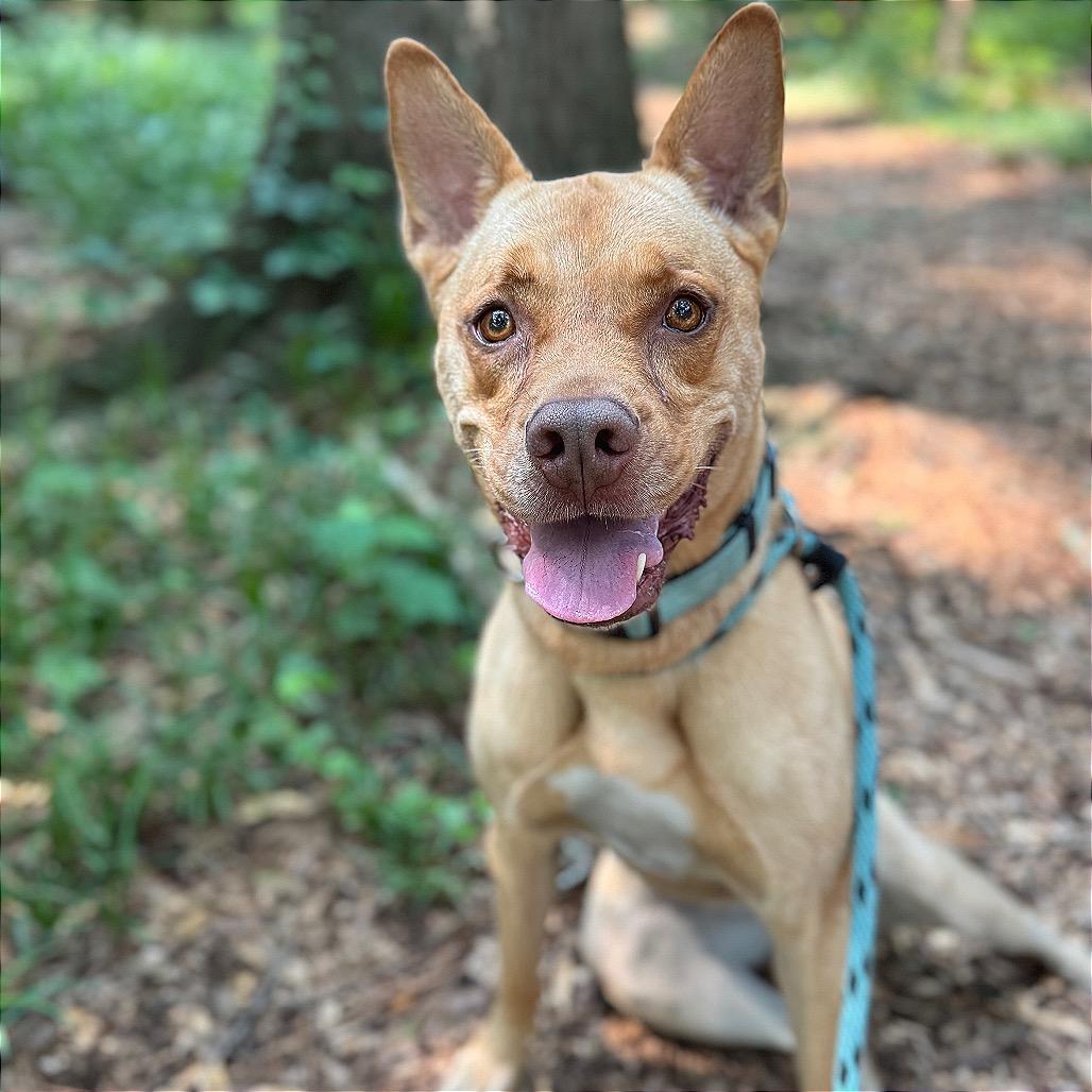 Enlarge Bunty, a Adoptable mixed breed in Decatur, GA image 6/6