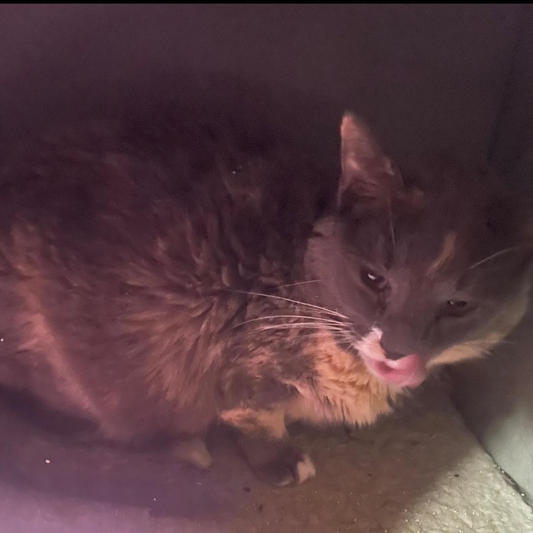 Tina, Adoptable, Adult Female Dilute Tortoiseshell.