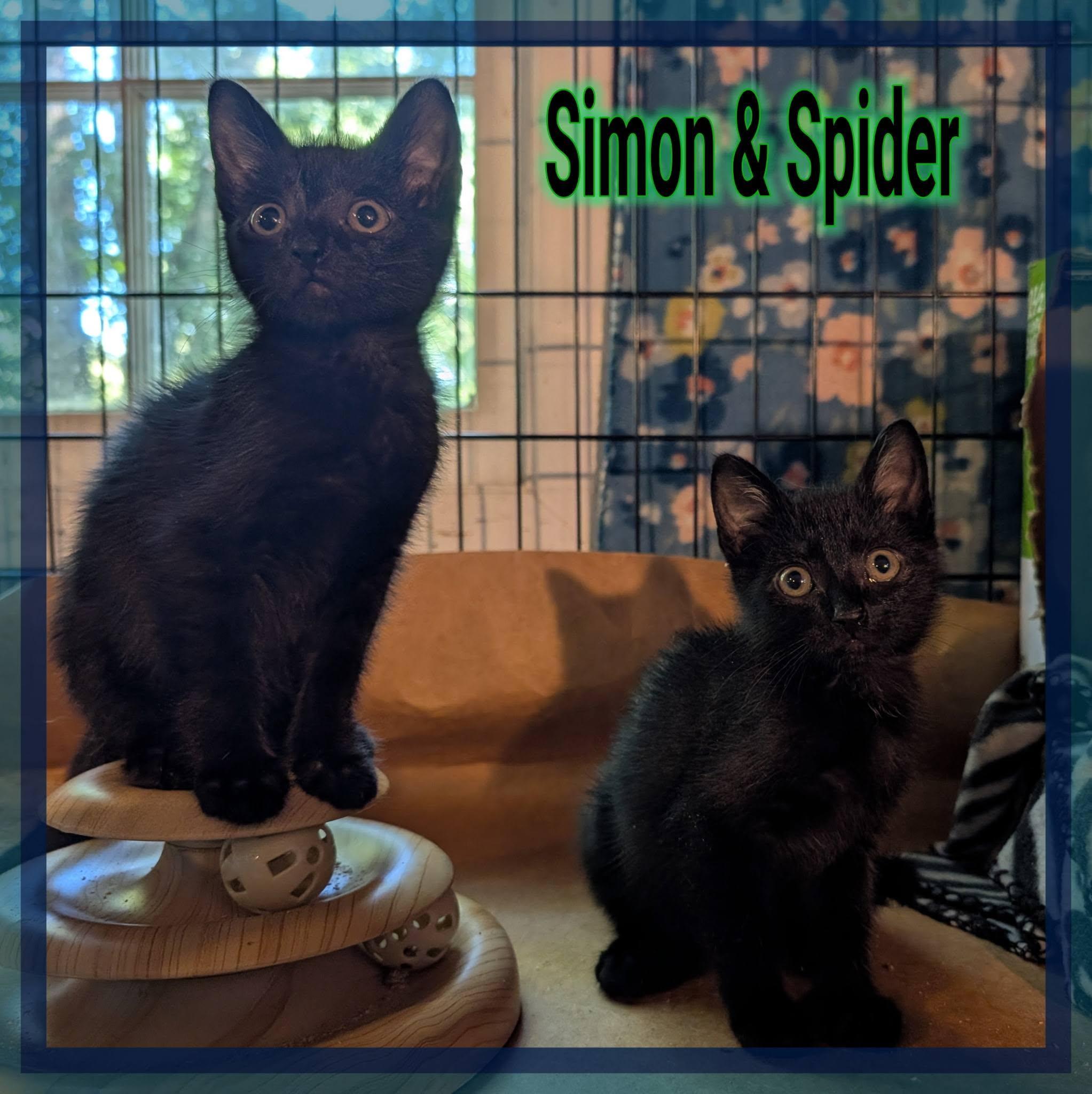 Spider, Adoptable, Kitten Male Domestic Short Hair.