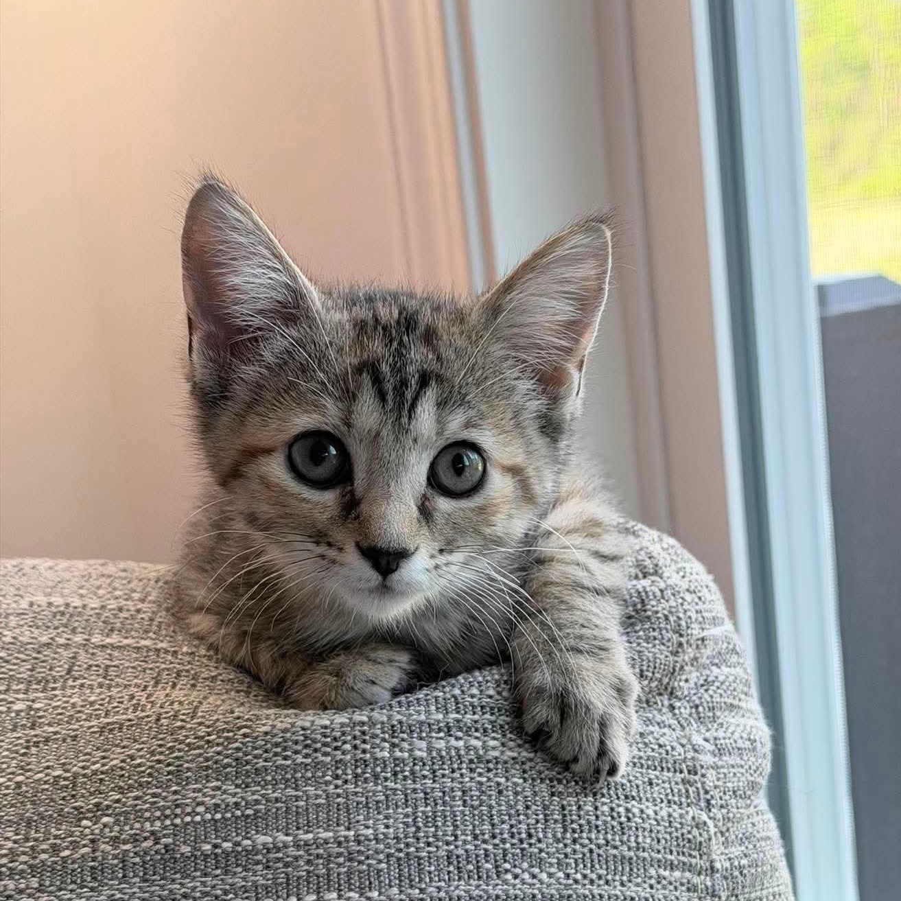Enlarge Zena , an adopted Tabby in Fairborn, OH image 2/3