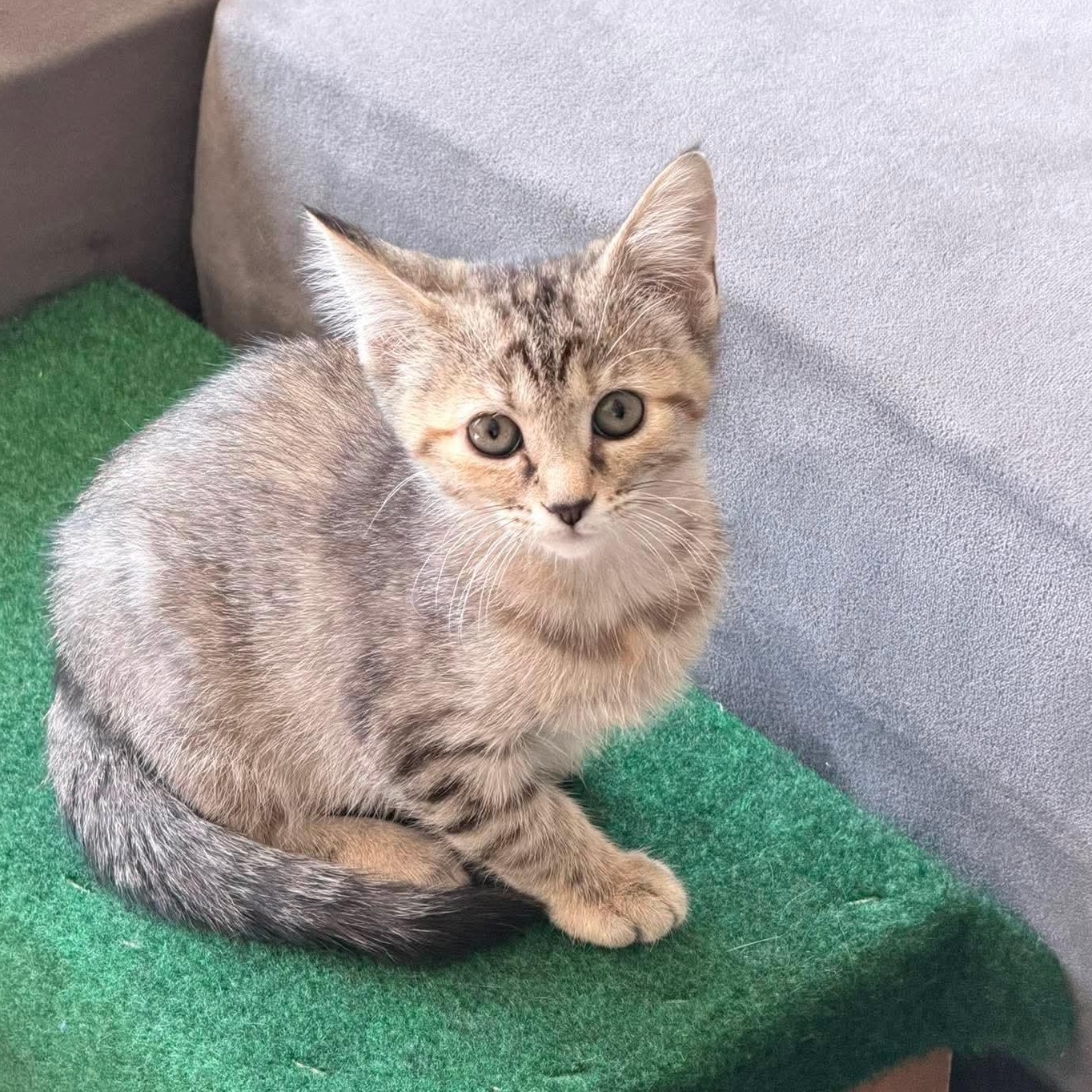 Enlarge Zena , an adopted Tabby in Fairborn, OH image 3/3