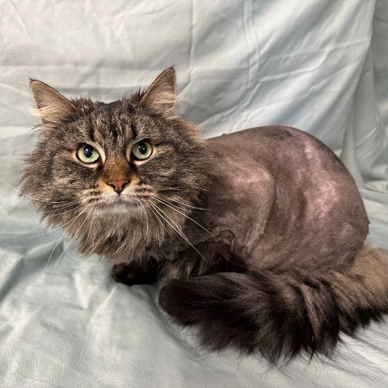 Enlarge Nala, a Adoptable Domestic Long Hair in Benld, IL image 1/3