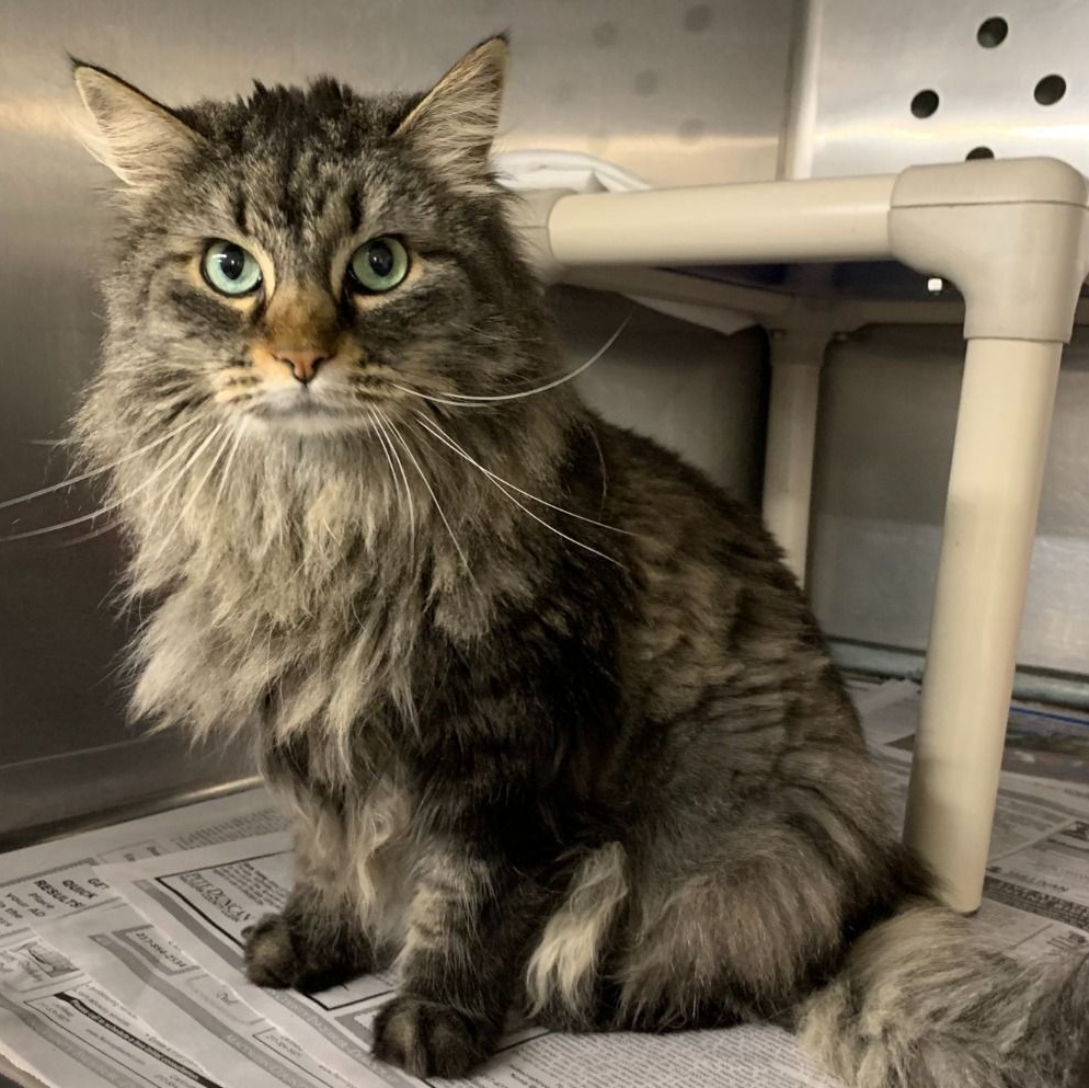 Enlarge Nala, a Adoptable Domestic Long Hair in Benld, IL image 2/3