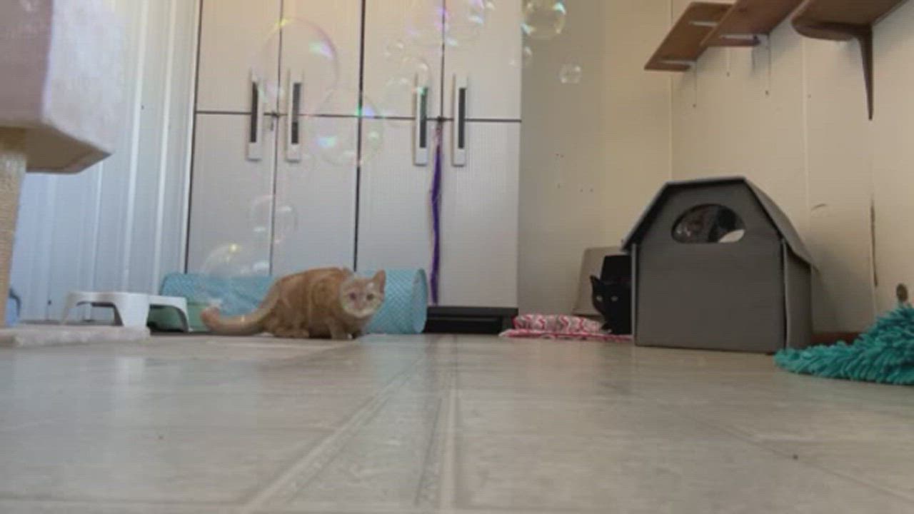 Cat for adoption Nala, a Domestic Long Hair in Benld, IL Petfinder