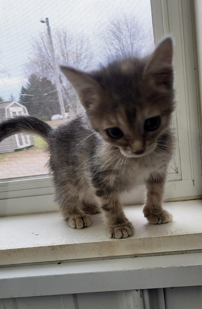 Gail, Adoptable, Kitten Female Domestic Short Hair.