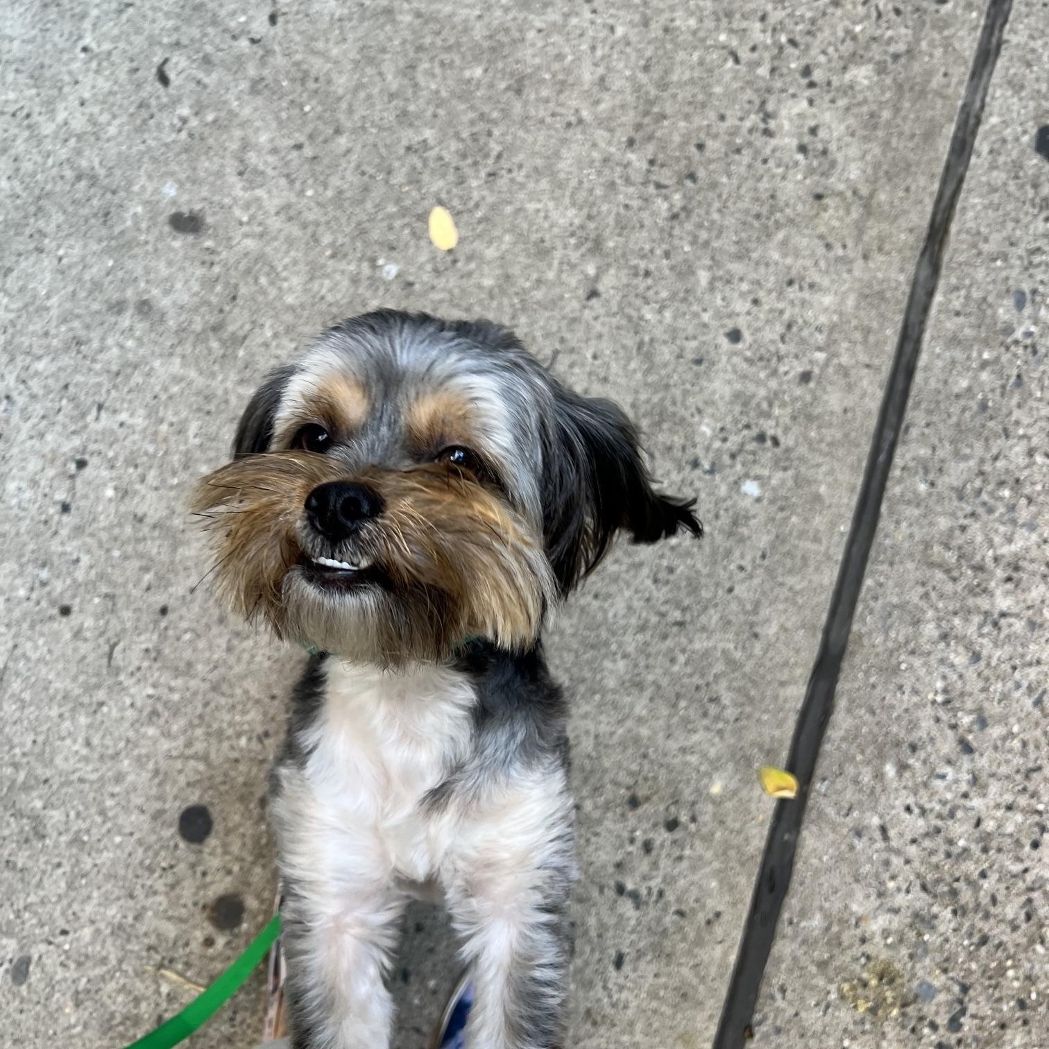 Enlarge Benji, a Adopted mixed breed in Brooklyn, NY image 3/6