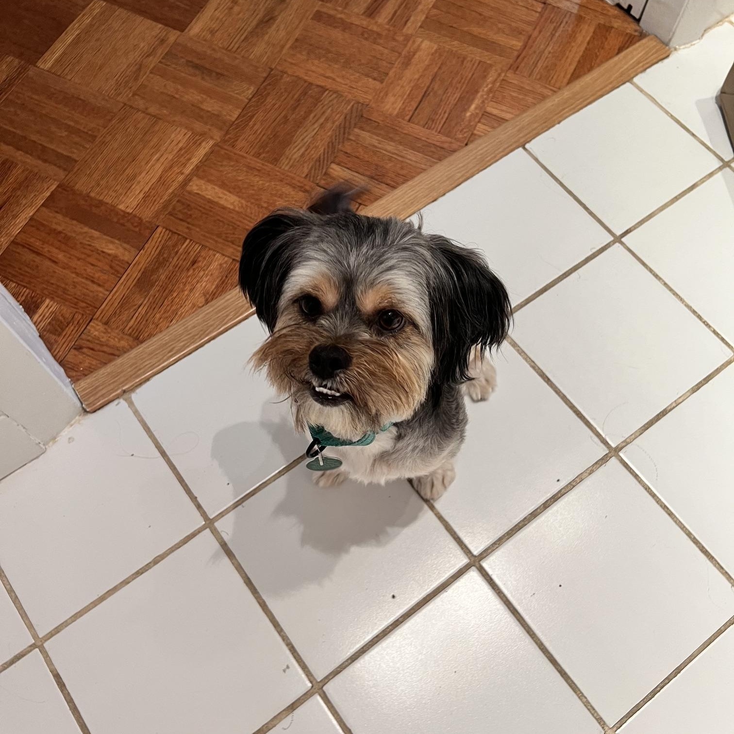 Enlarge Benji, a Adopted mixed breed in Brooklyn, NY image 5/6