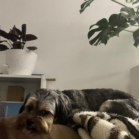 Enlarge Benji, a Adopted mixed breed in Brooklyn, NY image 2/6